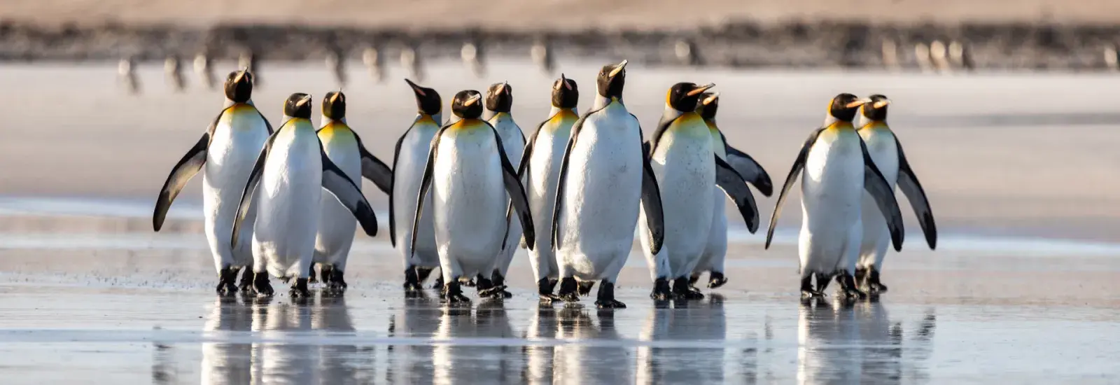 Antarctica, Falklands &amp; South Georgia: Southbound | SH Vega