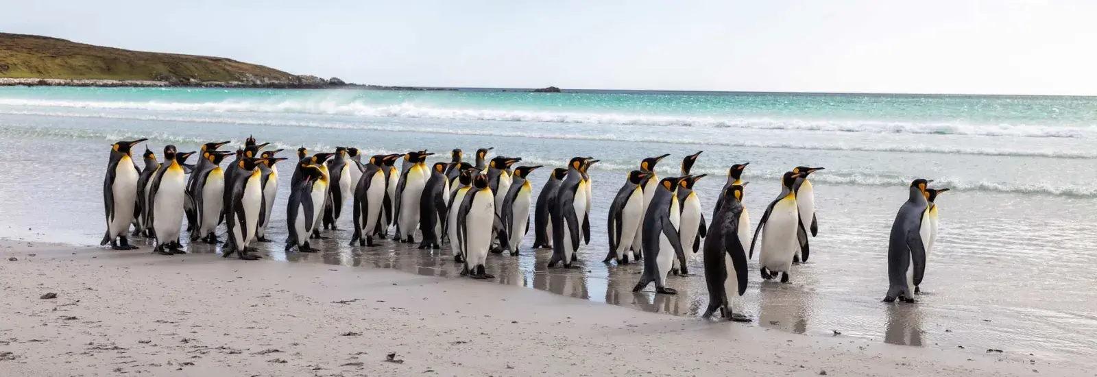 Patagonia &amp; Wild Atlantic: Cruise to the Falkland Islands | SH Vega
