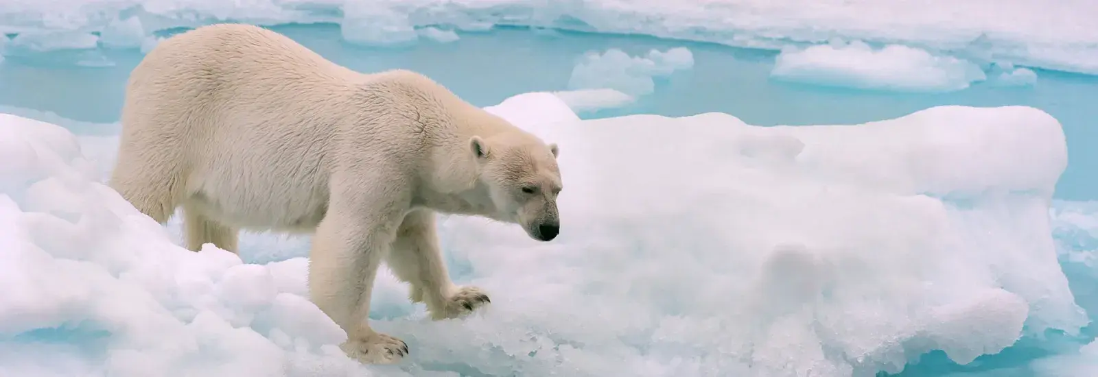 In the Realm of the Polar Bear | Sea Spirit