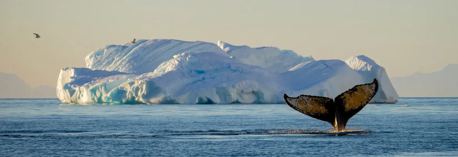 Antarctica Whale Watching 11 Day | Plancius