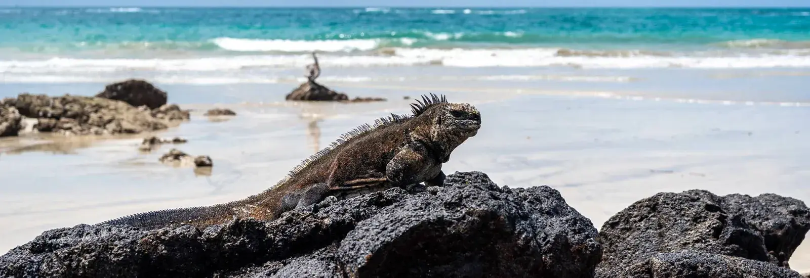 Absolute Galapagos Cruise | Grand Daphne
