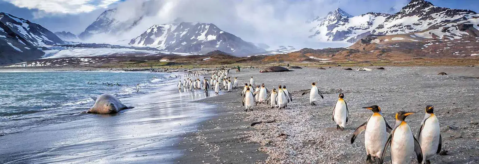 Falklands, South Georgia &amp; Valdes Peninsula: In The Heart Of The Wilderness | Le Boreal