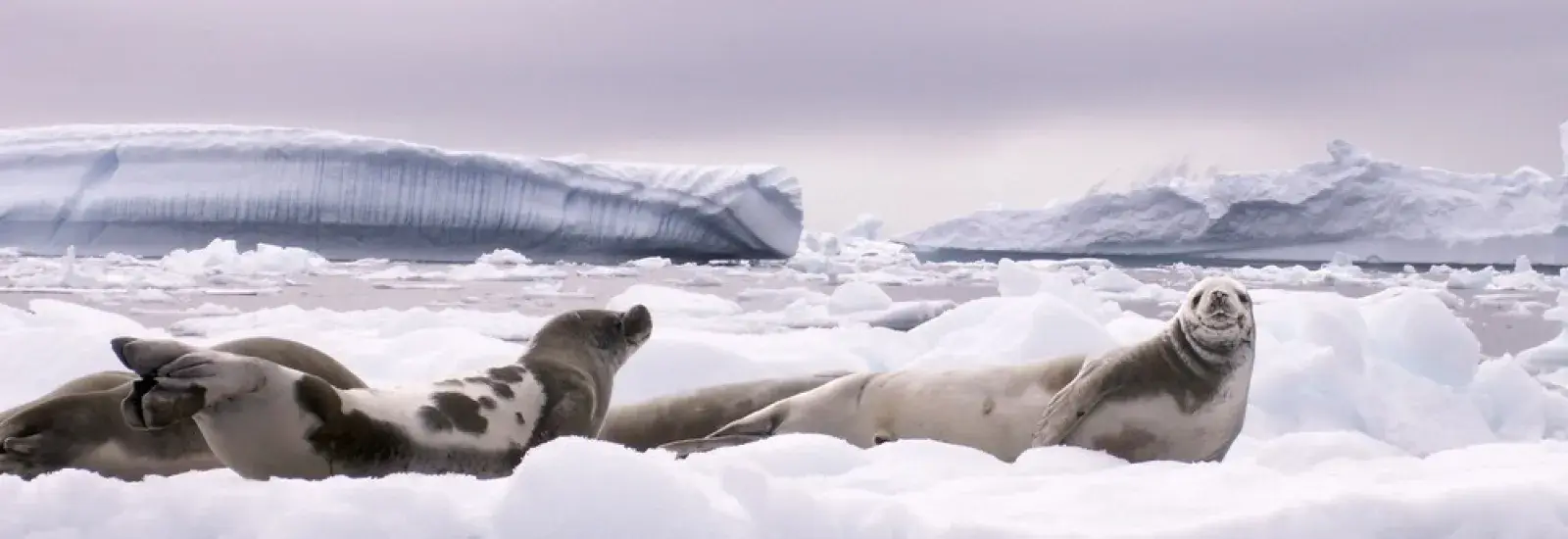 Discovering the 7th Continent | Ocean Explorer