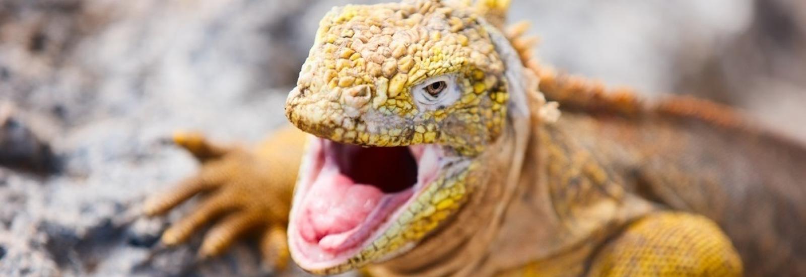 Classic Southern Islands | Grand Queen Beatriz