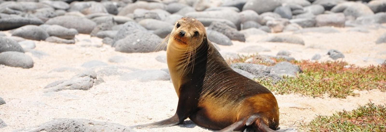Galapagos Adventure: Northern Islands | Grand Daphne