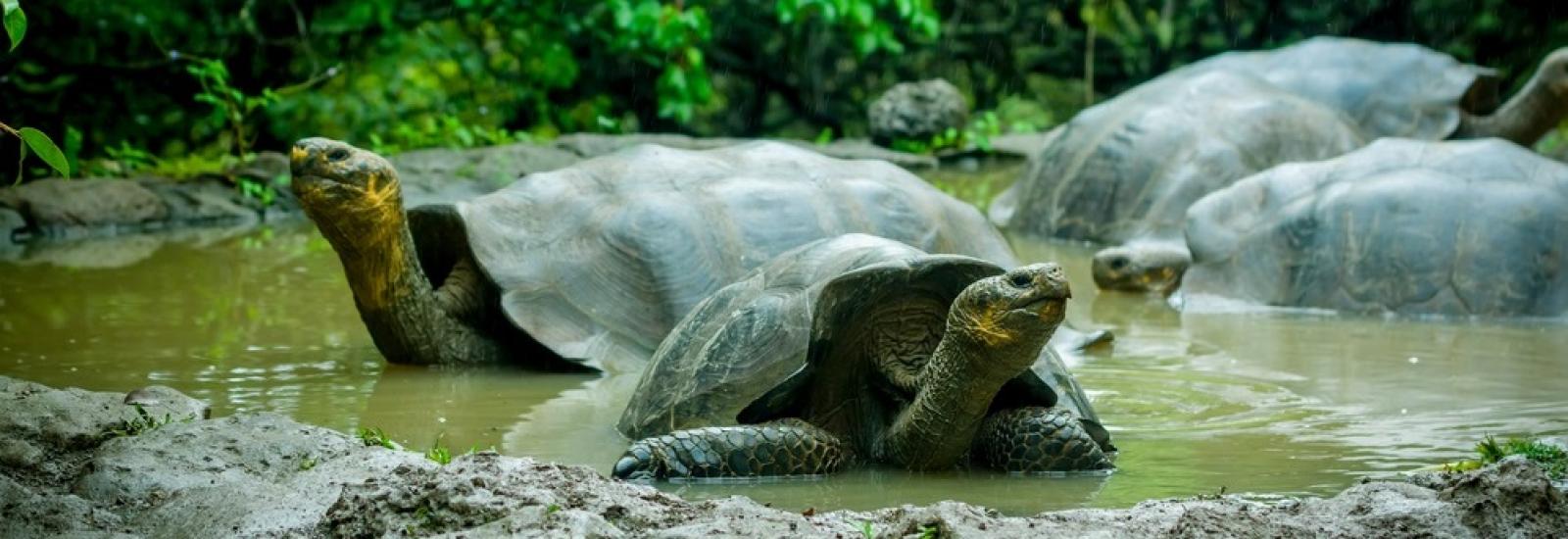 Complete Galapagos | Grand Daphne