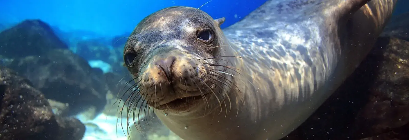 Galapagos at a Glance: Southern Islands | Grand Daphne