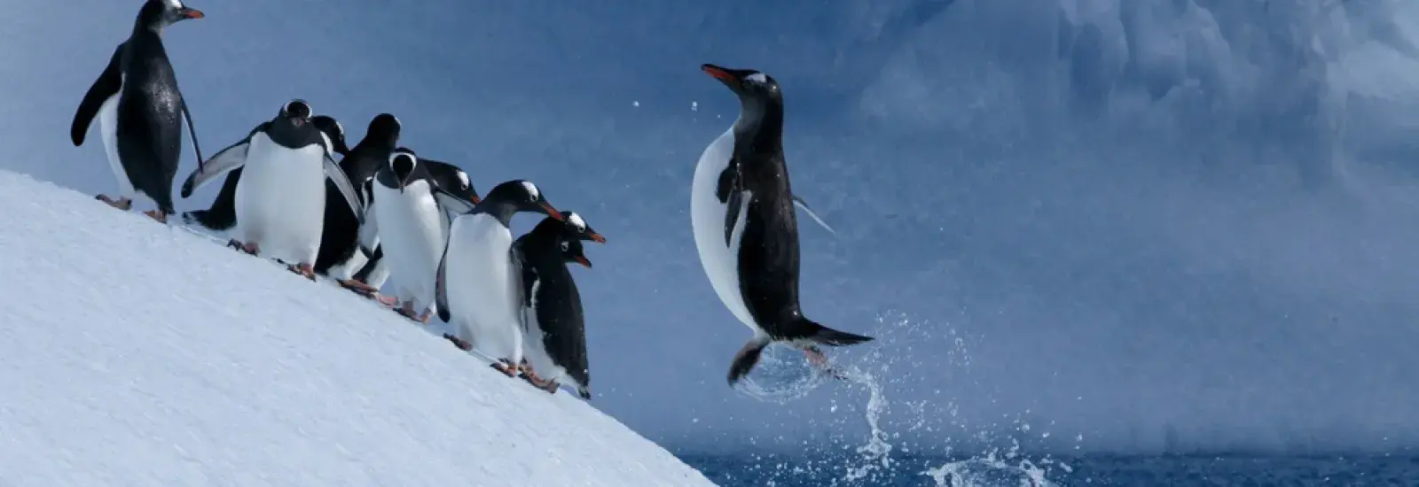 Falklands, South Georgia &amp; Antarctica | Plancius