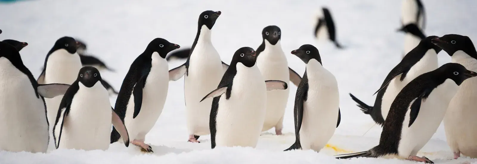 Falklands, South Georgia &amp; Antarctica 23 Days | Sea Spirit