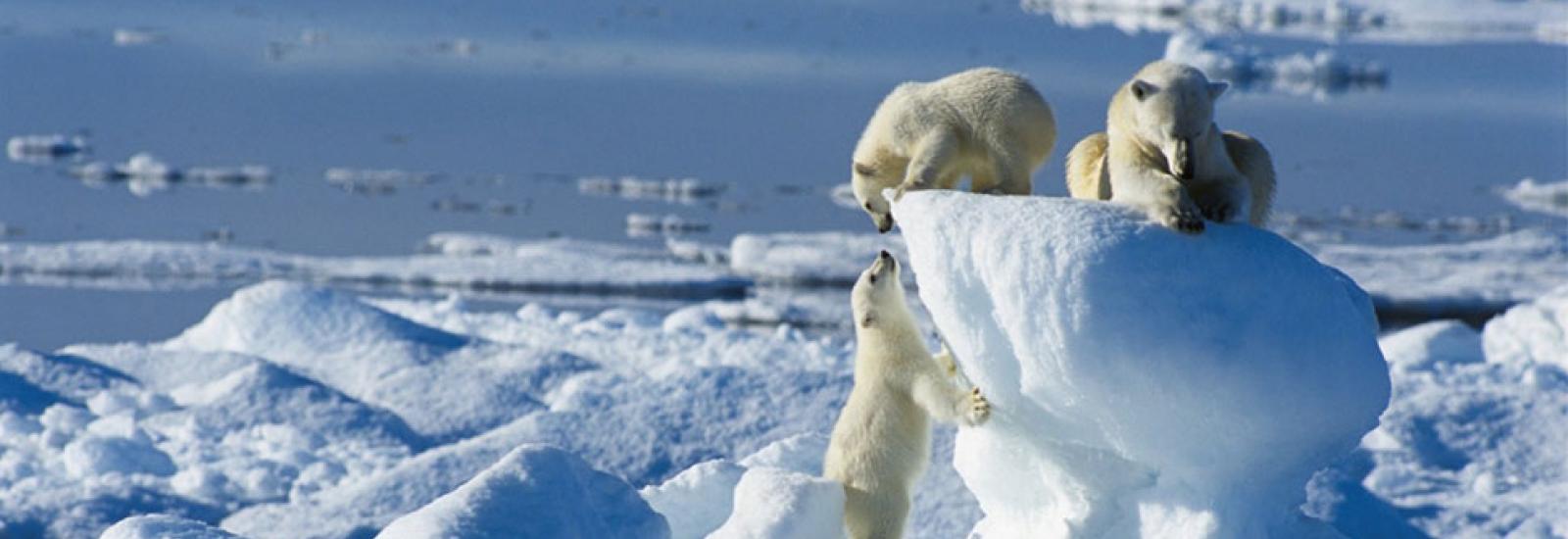 Around Spitsbergen - In the realm of the Polar Bear | Plancius