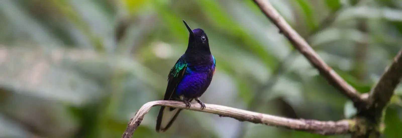Mashpi Cloud Forest Lodge Extension