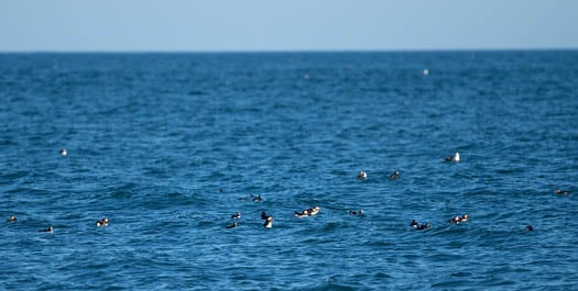 Keflavik - Denmark Strait