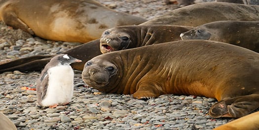 South Shetland Islands South Shetland Islands