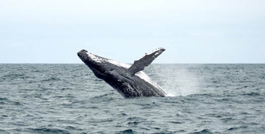 At sea, en route to Paracas