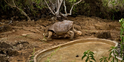 Fausto Llerena Breeding Center & Twin Craters
