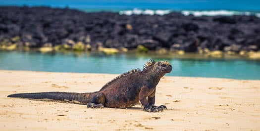 Mosquera Islet & Baltra Airport Departure