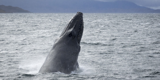 At Sea - South Georgia