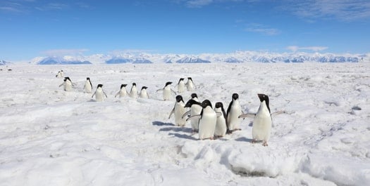 Ross Sea Region - Day 7 to 13
