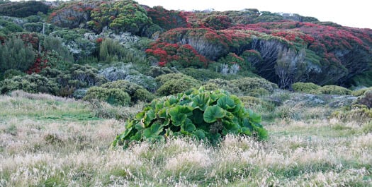 Macquarie Island