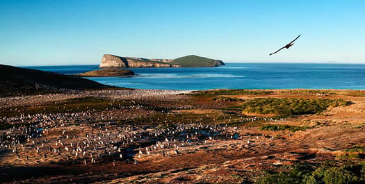 New Island and Grave Cove New Island and Grave Cove