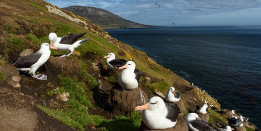 Saunders Island & Carcass Island