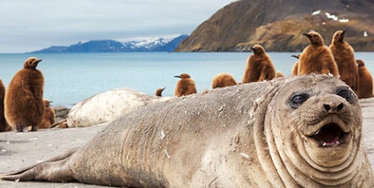 South Georgia - Day 6 to 8