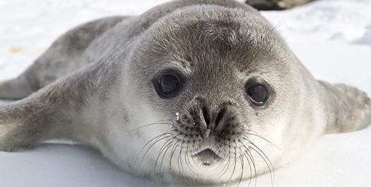 The Weddell Sea exploration - Day 10 & 11