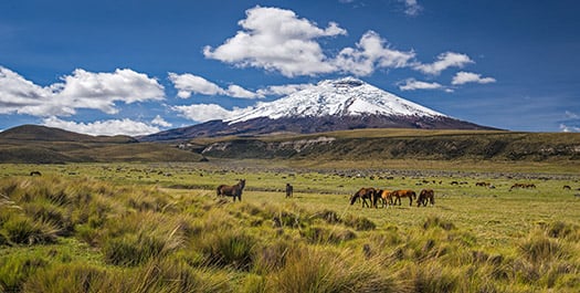 Cotopaxi National Park Cotopaxi National Park