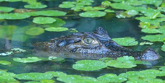 Tortuguero Free Day Tortuguero Free Day