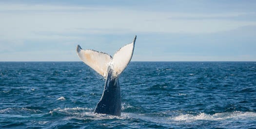Across Denmark Strait