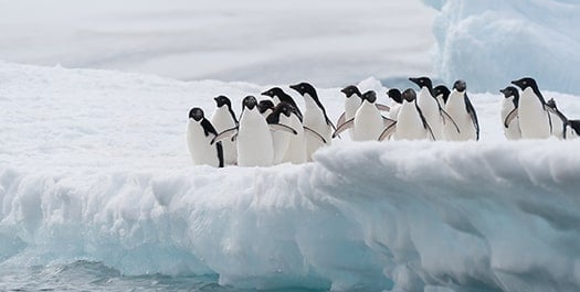 Antarctica Explorations - Day 14 to 18