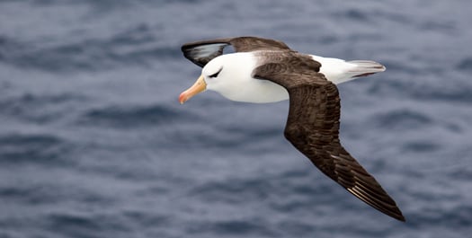 At Sea towards Antarctica - Day 12 & 13