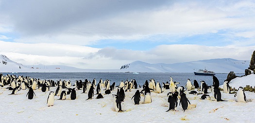 S. Shetland Islands & Antarctica - Days 14-17