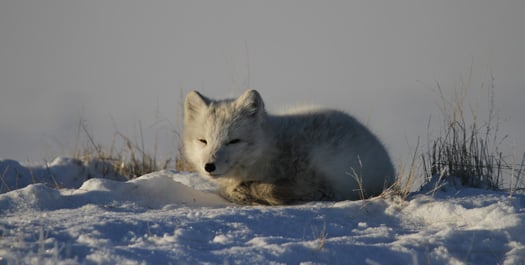 East Greenland - Days 4 to 9