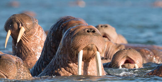 Svalbard - Days 3 to 10