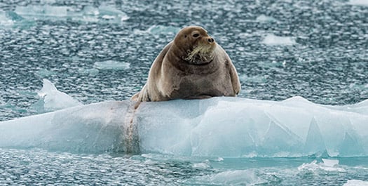 Baffin Bay Exploration