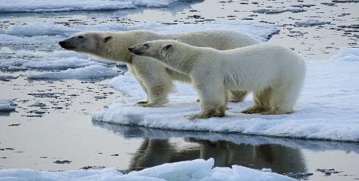 Navigating through the sea ice - Day 8 & 9 Navigating through the sea ice - Day 8 & 9