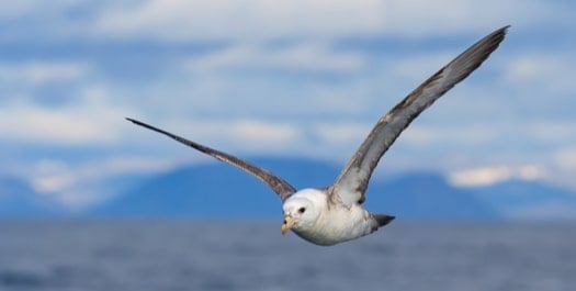 Disembarkation in Nuuk