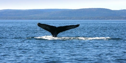 At Sea