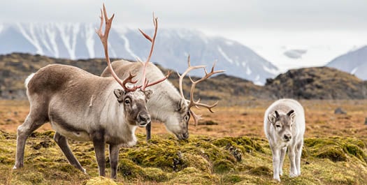 Soraust-Svalbard Nature Reserve Soraust-Svalbard Nature Reserve