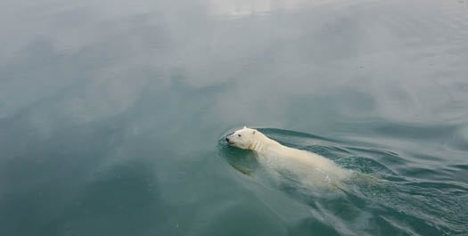 Exploring the Nares Strait
