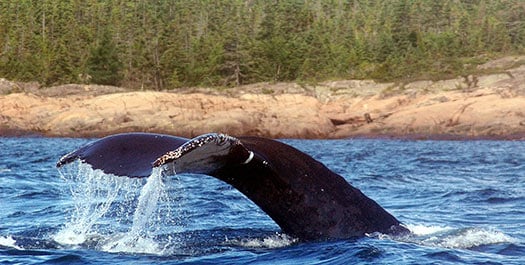 Rigolet