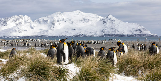 Falkland Islands Experience - Day 9 & 10