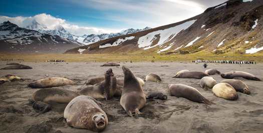 South Georgia - Day 12 to 15