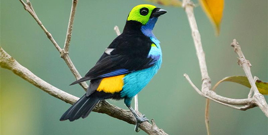 Amazon River – Ucayali River