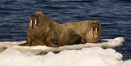 Northwest Spitsbergen - Days 2 & 3