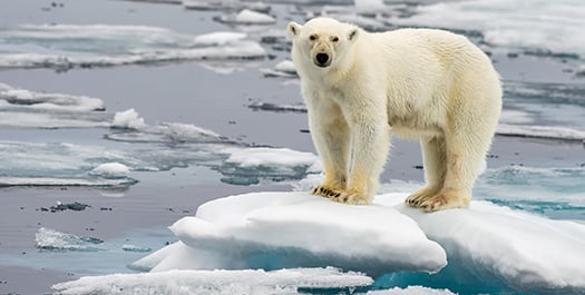 Into the Ice Into the Ice