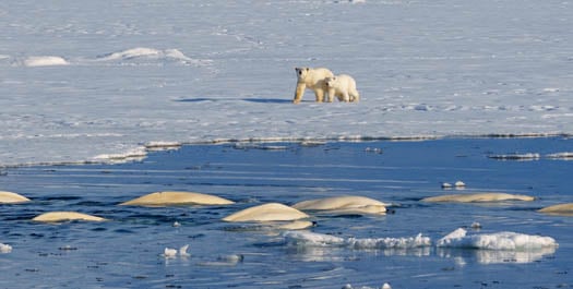 Expedition Northeast Svalbard Expedition Northeast Svalbard