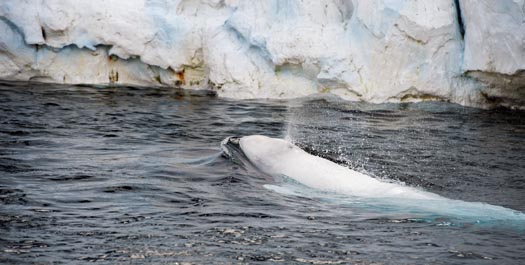 Bellot Strait & Strzelecki Harbour