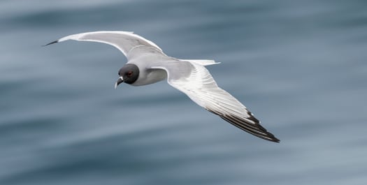 At Sea - Day 27 to 29